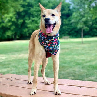 Bibby Bubby Whimsy Dog Bandana
