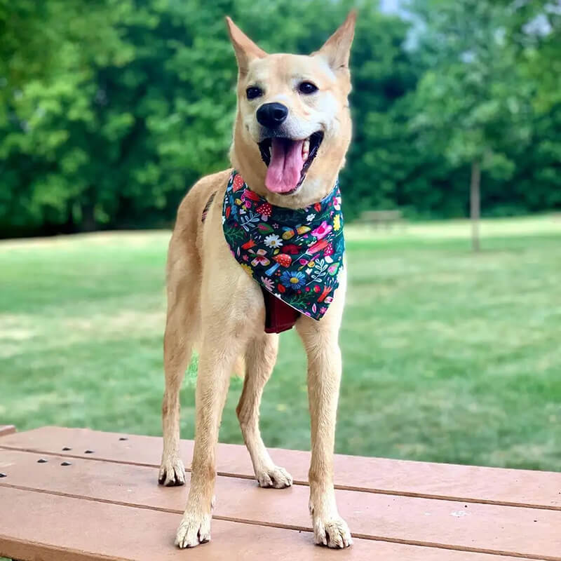 Bibby Bubby Whimsy Dog Bandana