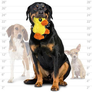 Mighty® Micro Ball Duck