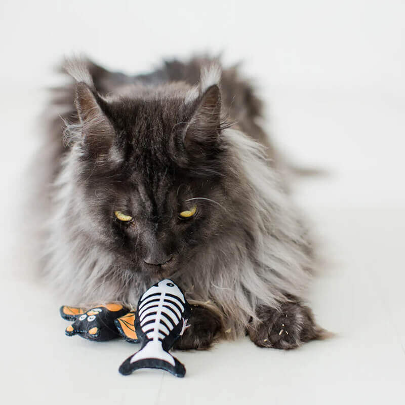 Pearhead Bat & Fish Skeleton Halloween Cat Toys
