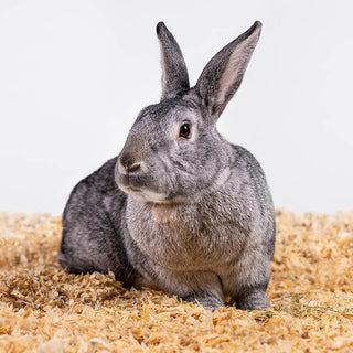 Pets Pick Kiln-Dried Soft Pine Bedding