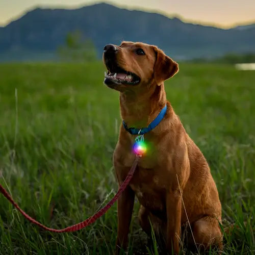 Nite Ize SpotLit® Rechargeable Collar Light - Disc-O Tech™ Jewel
