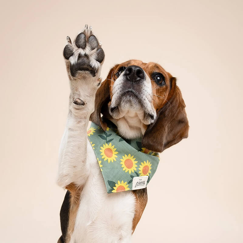 The Paws Bandana - Cromwell Fall