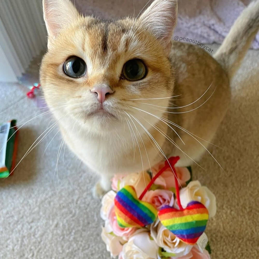 Kittybelles Pride Heart Strings