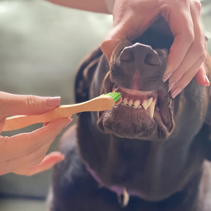 Pure and Natural Organic Tooth Gel and Bamboo Toothbrush for Large Dogs