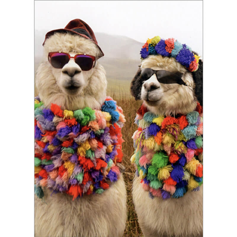 Avanti Anniversary Card -  Alpaca Fedora Dude