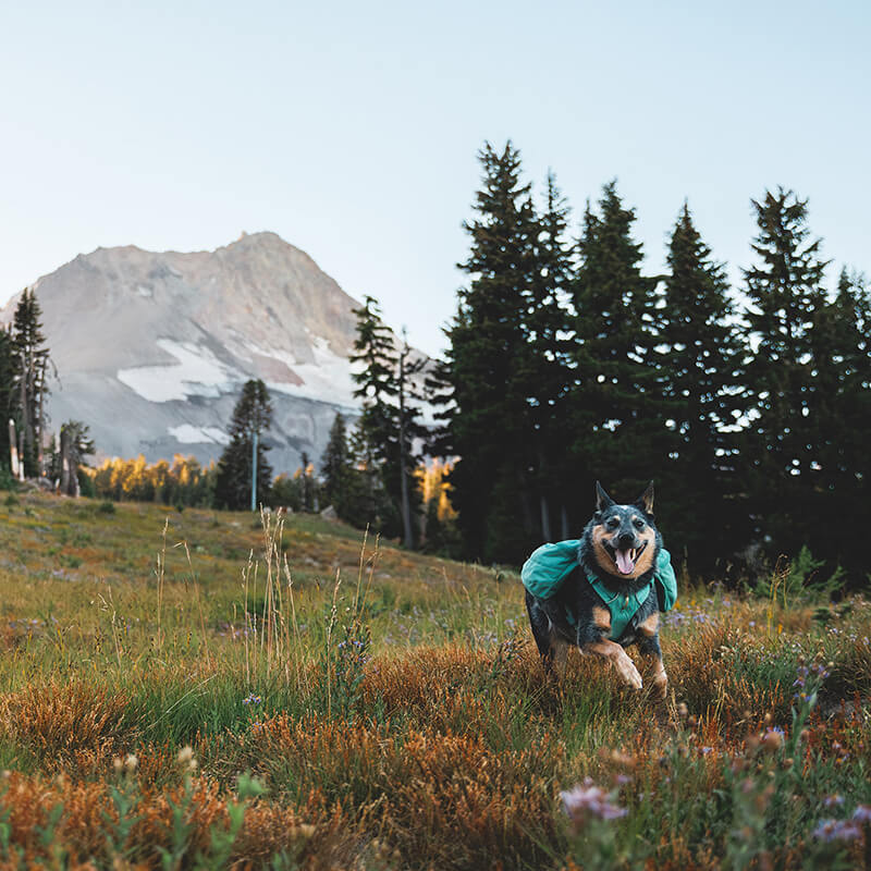 Ruffwear Front Range Day Pack