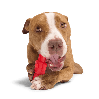 BARK The Gnawtcracker Chew Toy