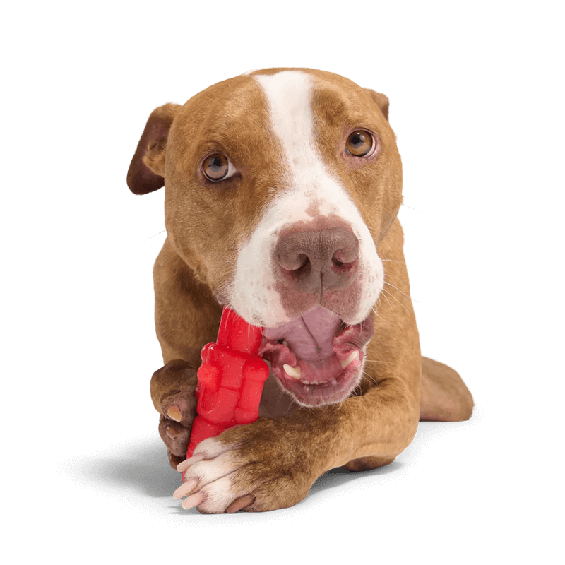 BARK The Gnawtcracker Chew Toy