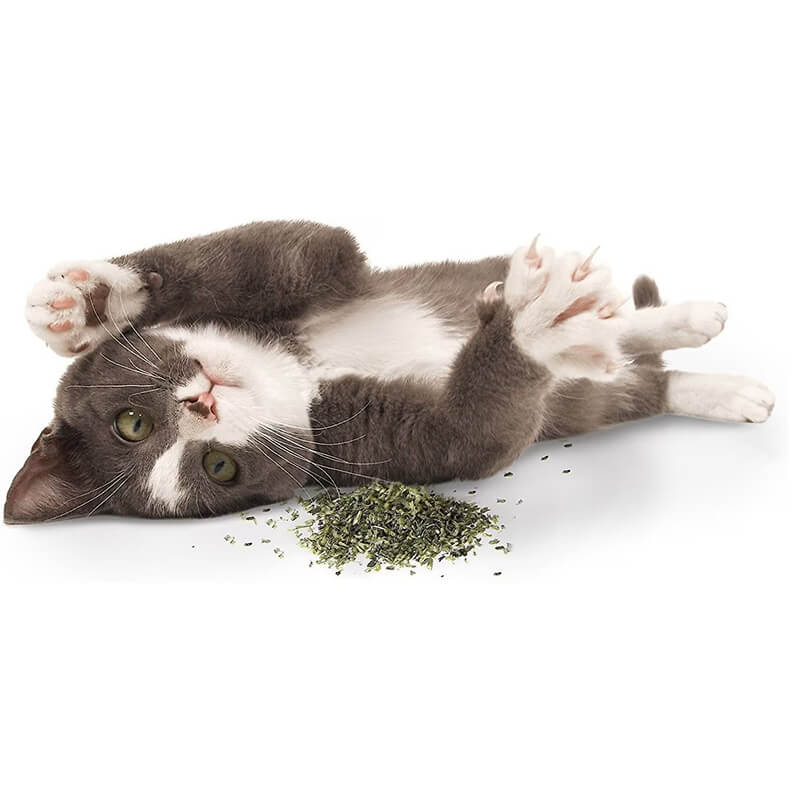 SmartyKat USDA Certified Organic Catnip