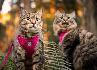 RC Pet Adventure Kitty Harness