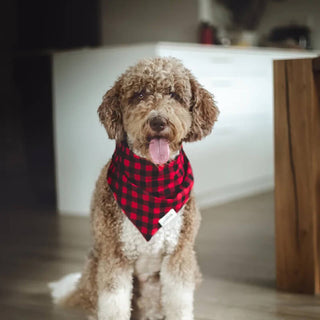 The Paws Bandana - Whiskey