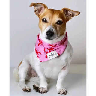 The Paws Bandana - Frye Island