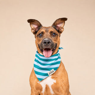 The Paws Bandana - Gili