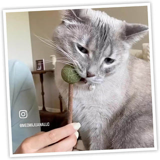 Meowijuana Catnip & Silvervine Lollies