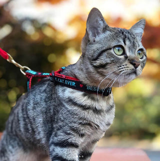 Up Country Cat Harness & Lead set Bee