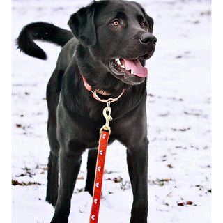 Up Country Foxy Leash