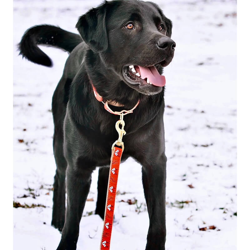 Up Country Foxy Leash