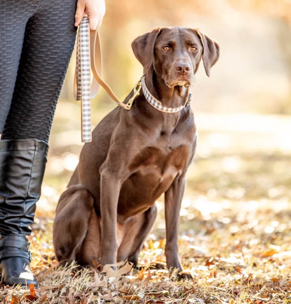 Up Country Gray Buffalo Check Leash