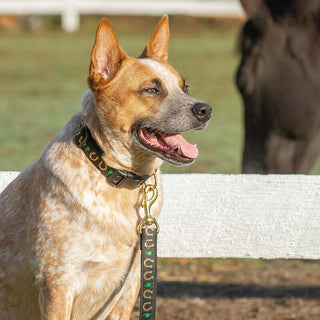 Up Country Collar Horseshoes