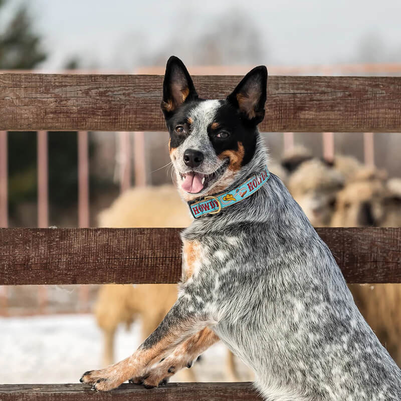 Up Country Collar Howdy Blue