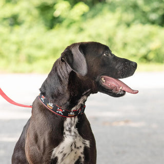 Up Country Martingale Collar Pirate
