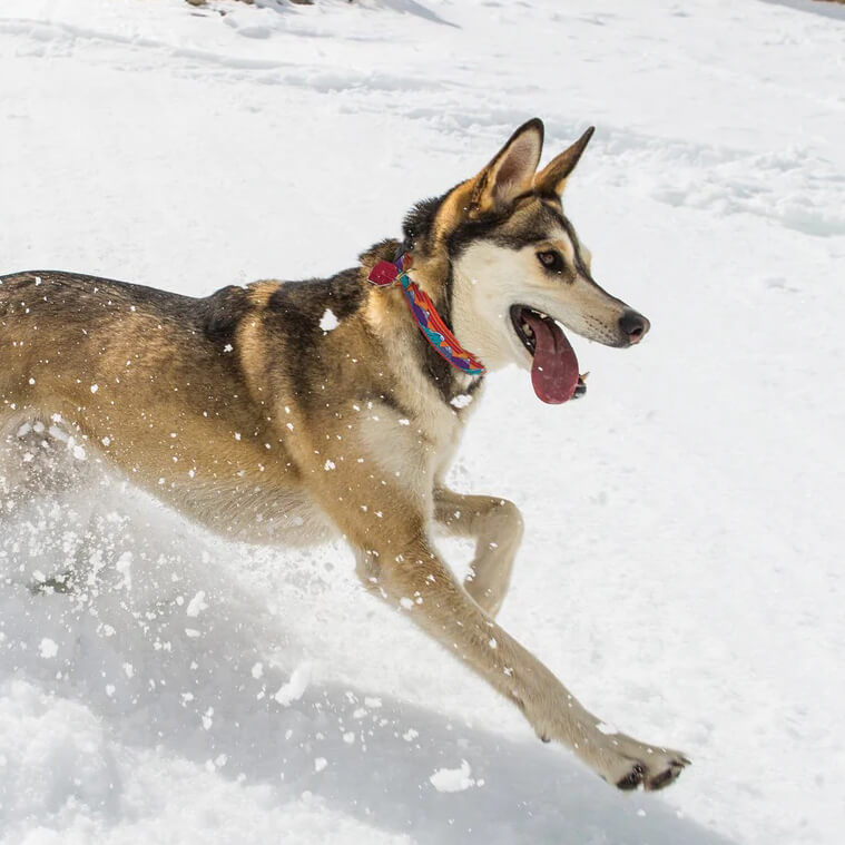 Up Country Collar Ski And Surf