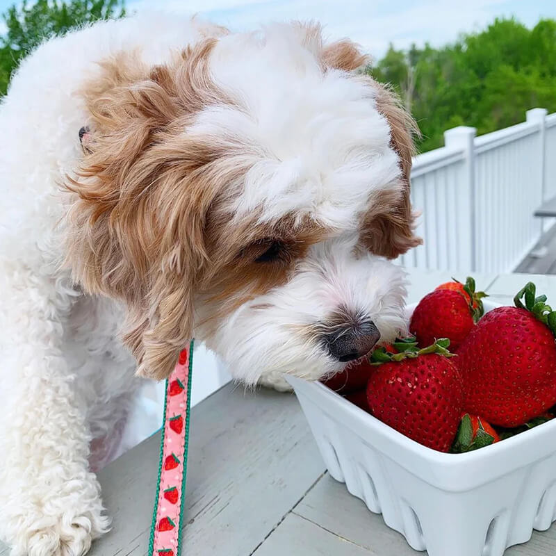 Up Country Cat Harness & Lead Set Strawberry Fields