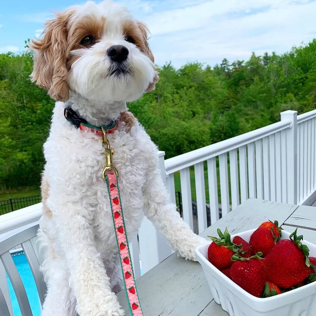 Up Country Strawberry Fields Leash