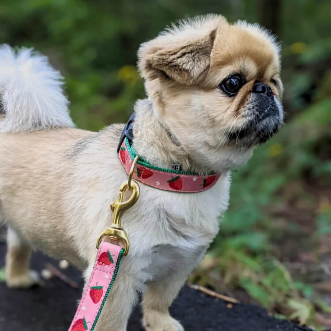 Up Country Strawberry Fields Leash