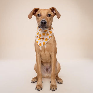 The Paws Bandana - Halloween Candy Corn