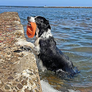 Van Ness Doggi Catch & Carry Toy