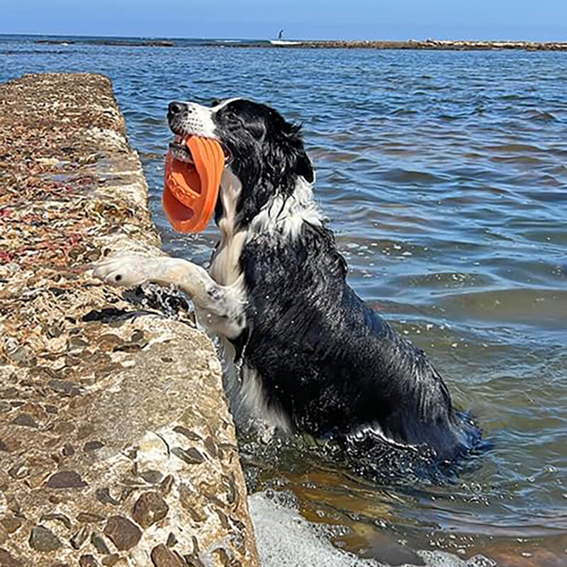 Van Ness Doggi Catch & Carry Toy