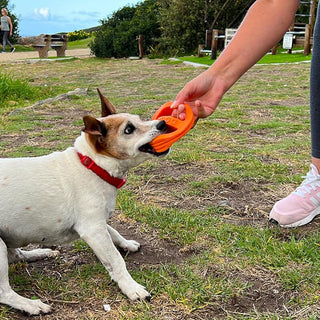 Van Ness Doggi Catch & Carry Toy
