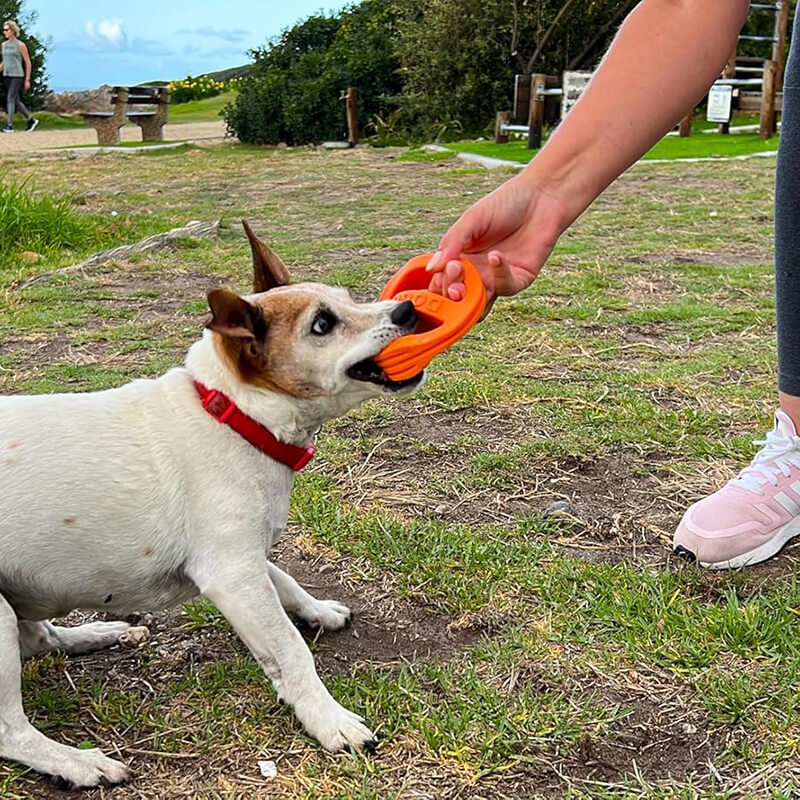 Van Ness Doggi Catch & Carry Toy