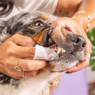 Skout's Honor Everyday Fresh Dental Wipes