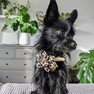 Huxley & Kent Pinwheel Tan Leopard