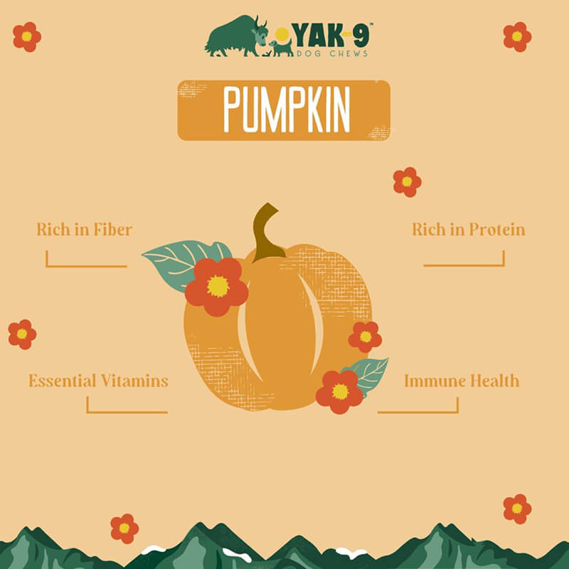 Yak9 Pumpkin Cheese Chew
