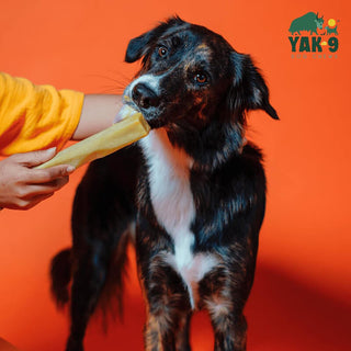 Yak9 Pumpkin Cheese Chew