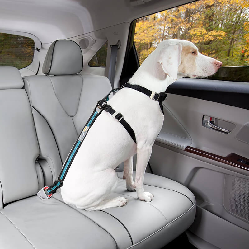 Kurgo Bungee Seat Belt Tether