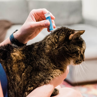 Wondercide Flea & Tick Spot-On For Cats