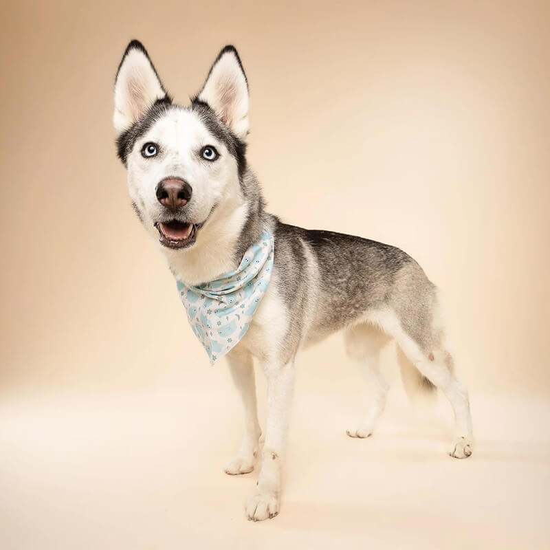 The Paws Bandana - Halloween Boo Blue