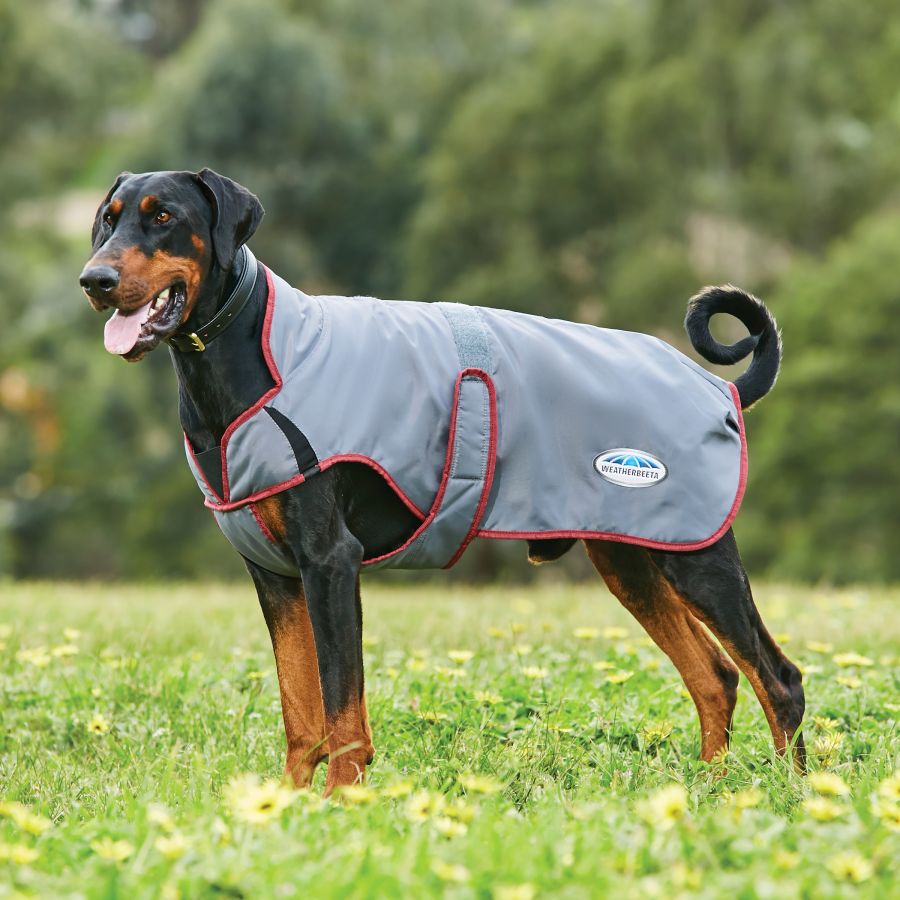 Weatherbeeta Comfitec Windbreaker Free Deluxe Dog Coat