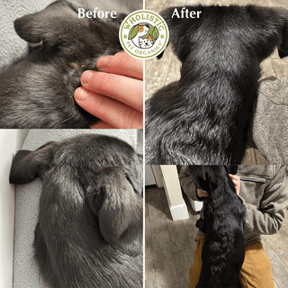 Wholistic Pet Organics Wild Salmon Oil