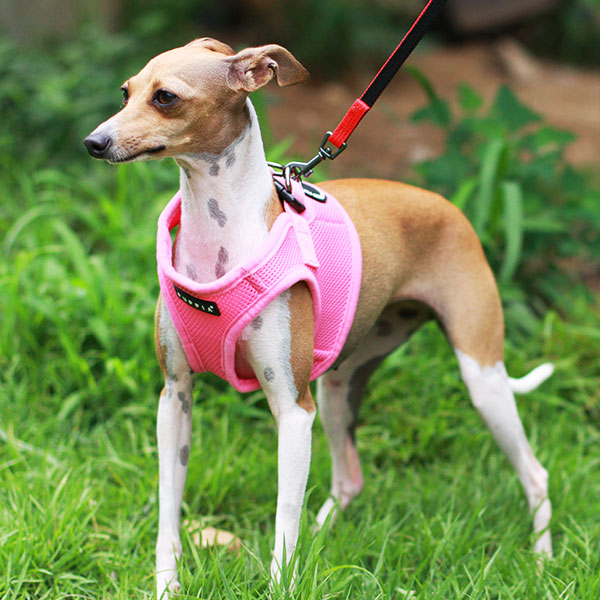 Puppia Soft Vest Harness Purple