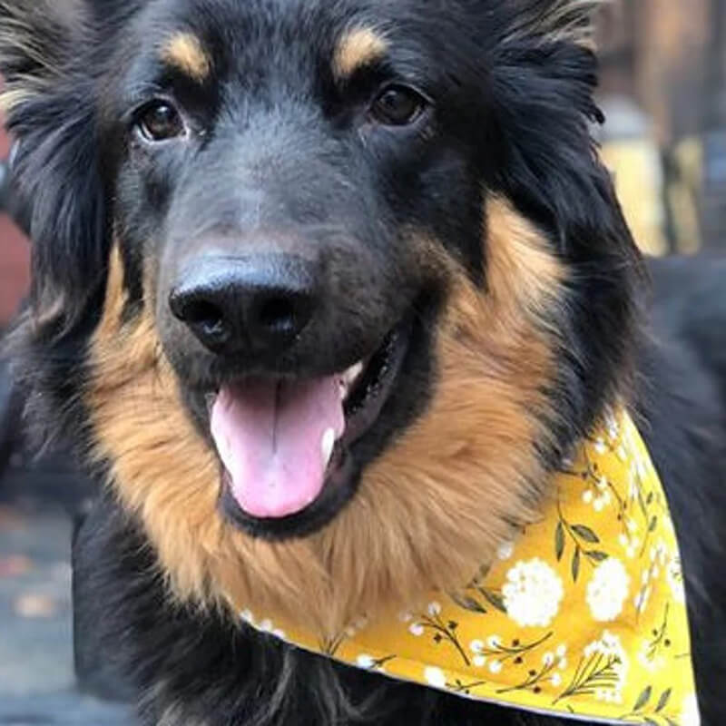 Bibby Bubby Bandana - Mustard Floral