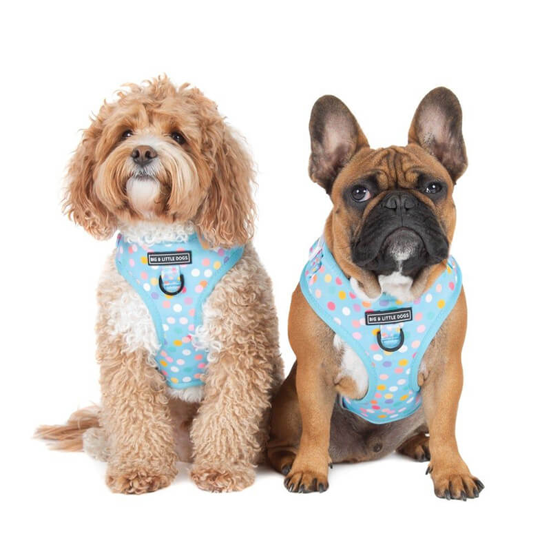 Big and Little Dogs Adjustable Harness: Blue Confetti