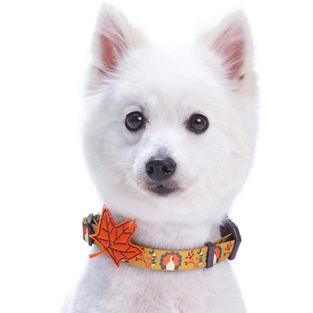 Blueberry Pet Fall Festival Moonlit Turkey Collar