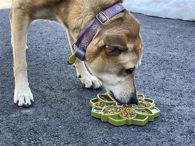 Soda Pup Mandala Feeder