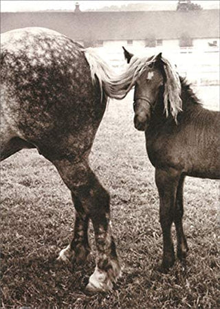 Avanti America Collection Encouragement Card - Foal Under Horses Tail